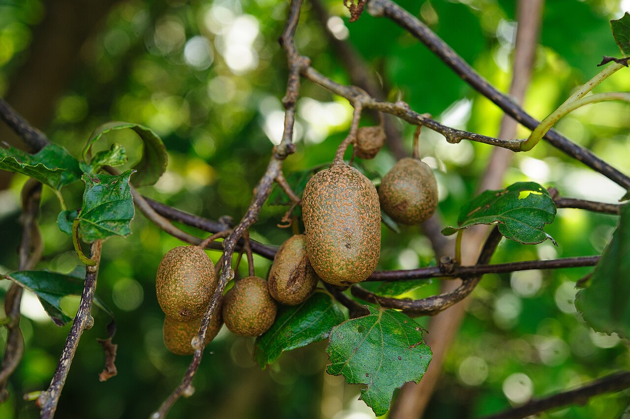 Actinidia rufa: Actinidia rufa in Taiwan
