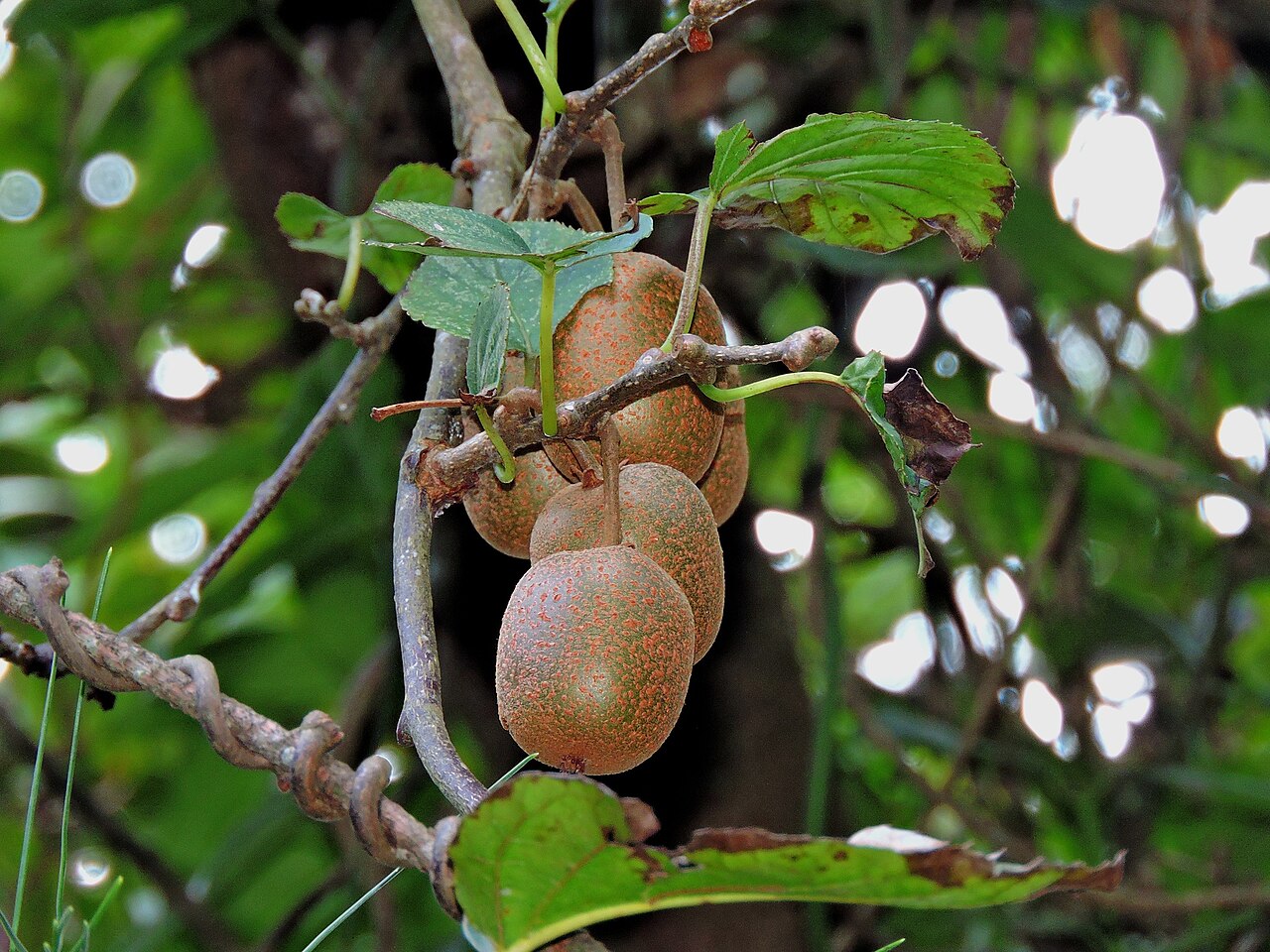 Actinidia rufa: Actinidia rufa in Taiwan