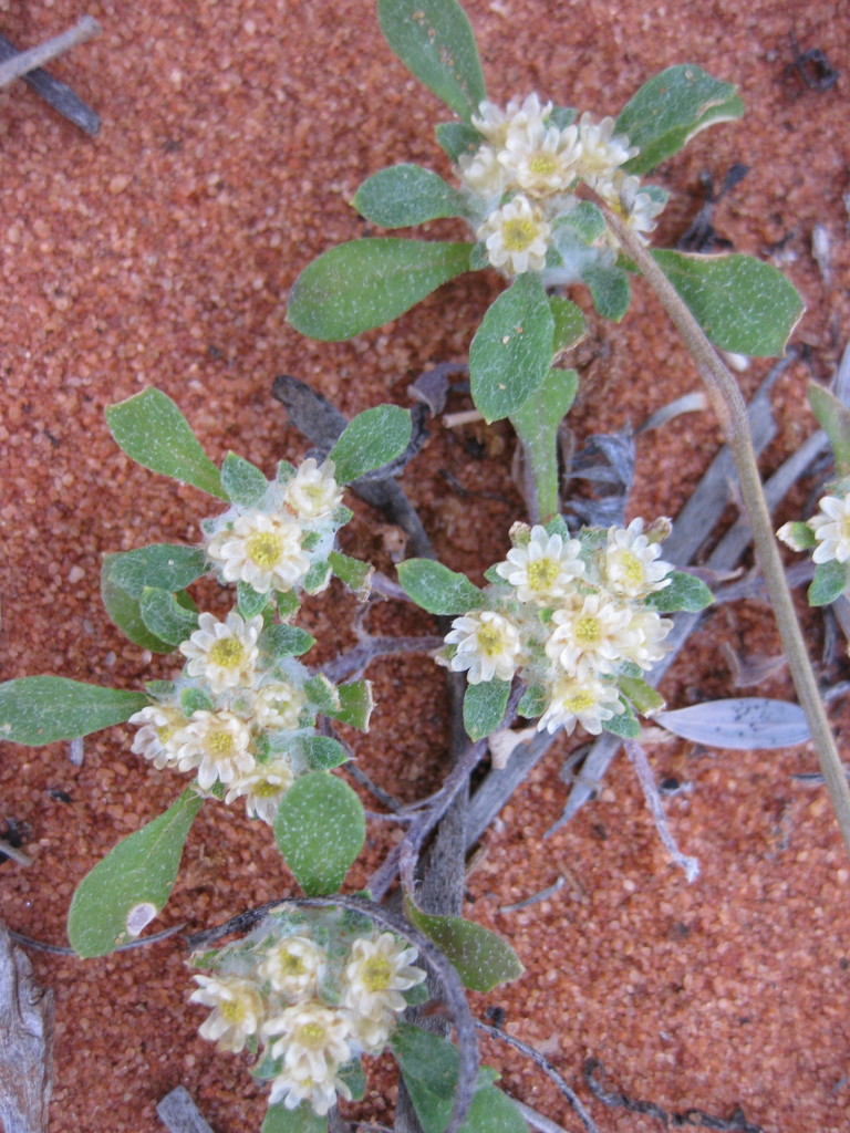 Actinobole condensatum (Actinobole condensatum)