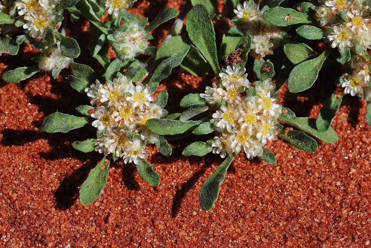 Actinobole condensatum: Actinobole condensatum