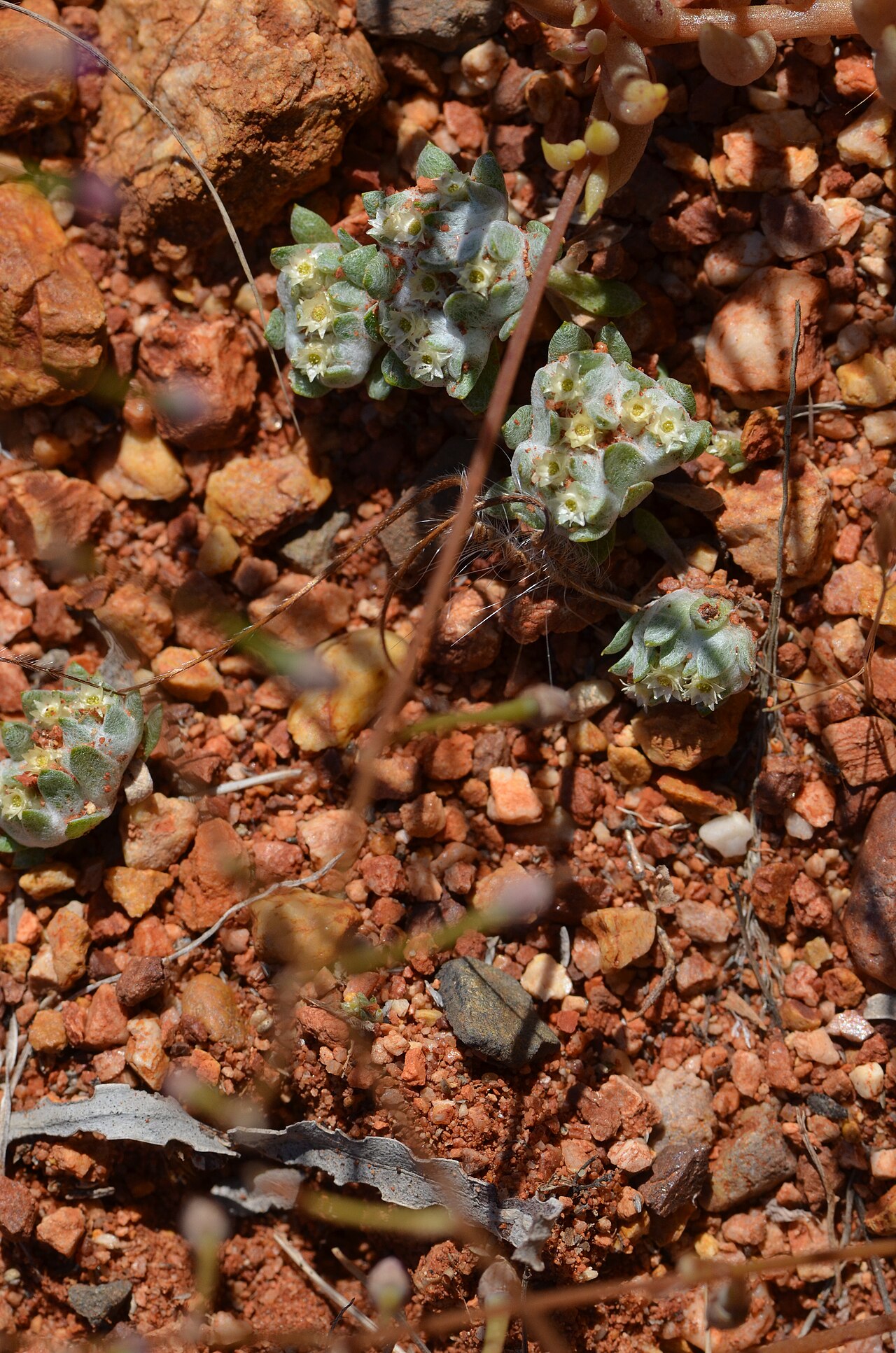 Actinobole uliginosum: Actinobole uliginosum , out of Bourke, NSW.