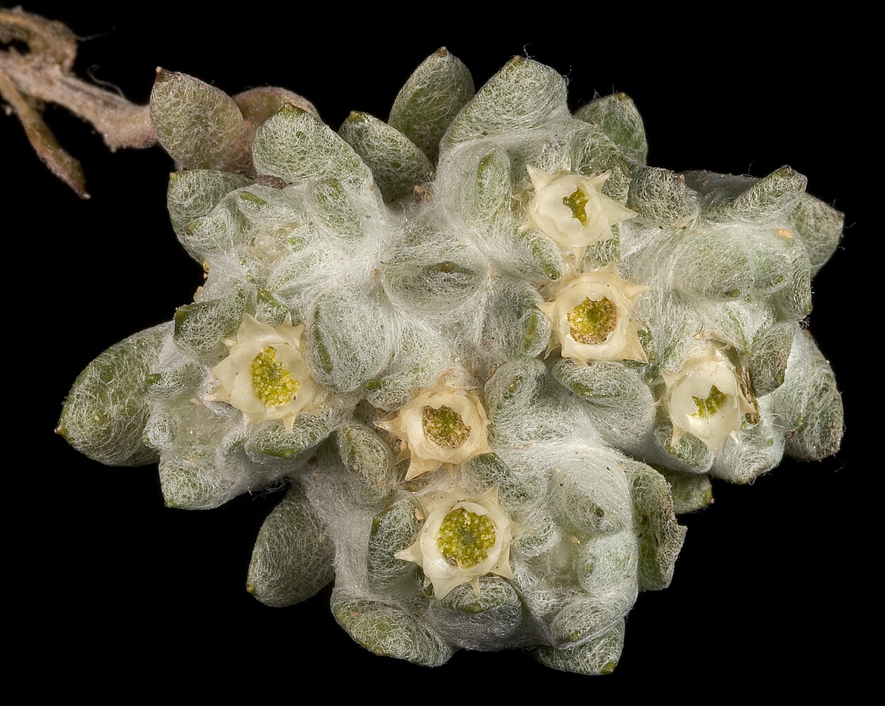Actinobole uliginosum: KRT3866