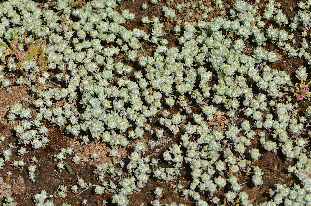 Actinobole uliginosum: Actinobole uliginosum Coleambally, NSW.