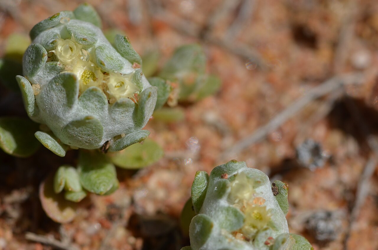 Actinobole uliginosum: Actinobole uliginosum Coleambally, NSW.