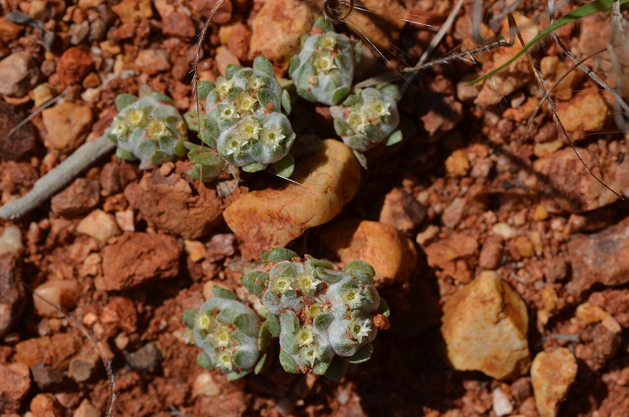 Actinobole uliginosum: Actinobole uliginosum out of Bourke, NSW.