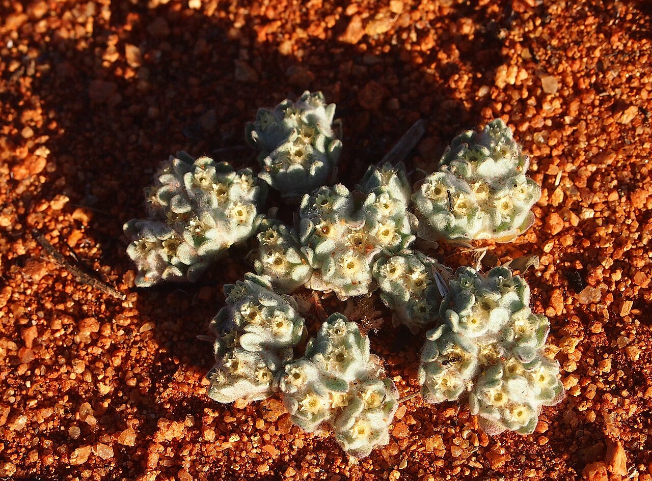 Actinobole uliginosum: Actinobole uliginosa habit