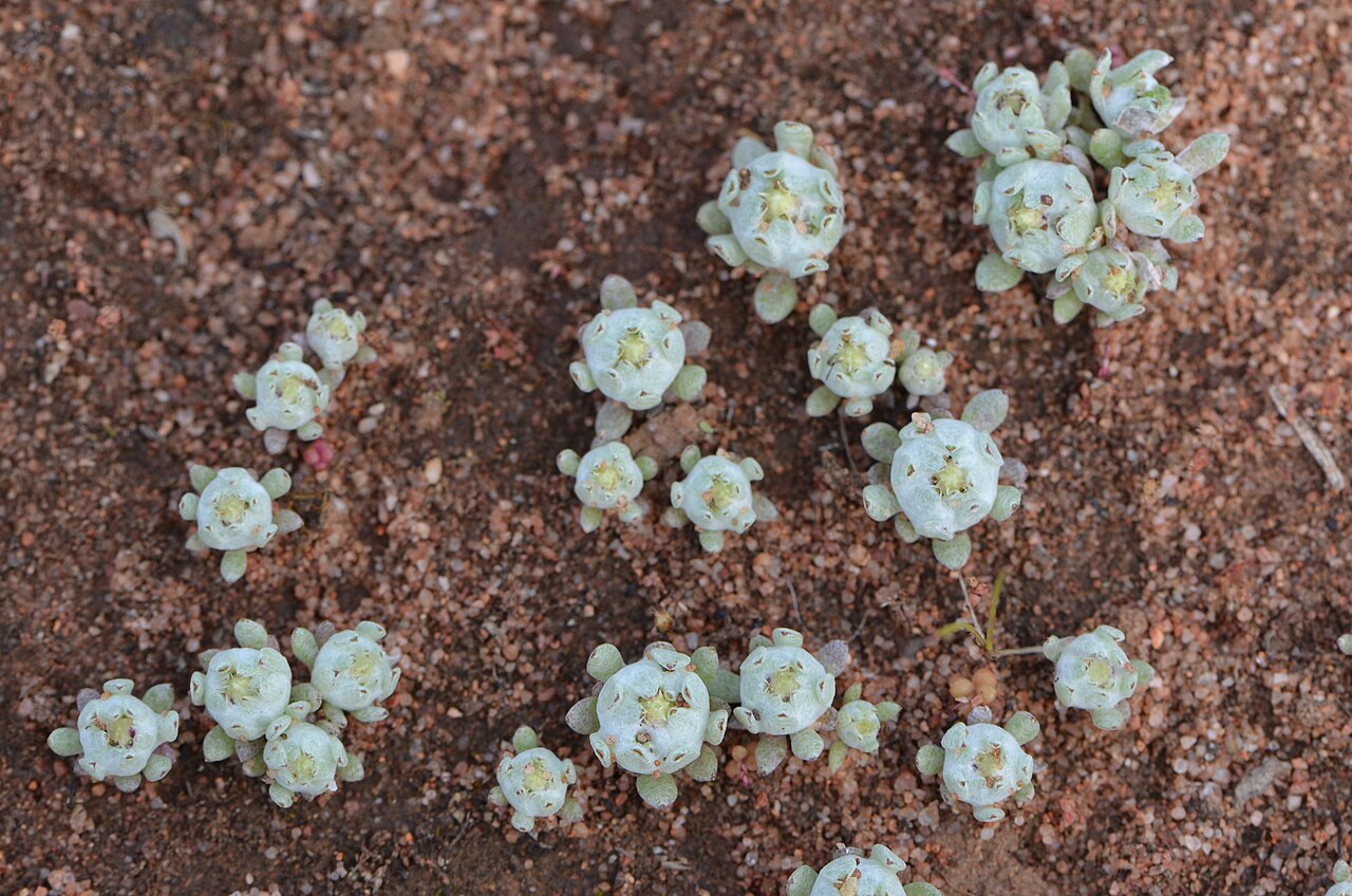 Actinobole uliginosum: Flannel Cudweed, Actinobole uliginosa on one of the rare bare earth patches. Field Day, Coleambally, Trust Block No 10. The Riverina, NSW.