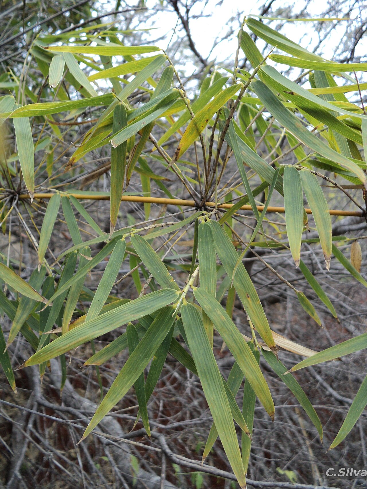 Actinocladum verticillatum: Photo of Actinocladum verticillatum from the Flora do Brasil 2000 project