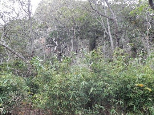 Actinocladum verticillatum (Actinocladum verticillatum)
