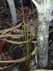 Actinostachys intermedia (Actinostachys intermedia)