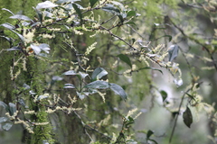 Actinostemon concolor (Actinostemon concolor)