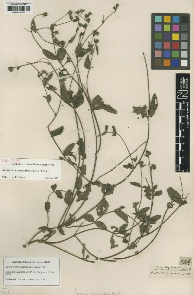 Acunniana procumbens: species: Acunniana procumbens (DC.) Orchard - Specimen type - Isotype at Natural History Museum (London) Collection Specimens - Collection Field number 244 of A