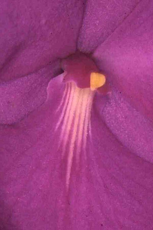 Adamantinia miltonioides: Flower of Adamantinia miltonioides Photo: Cássio van den Berg