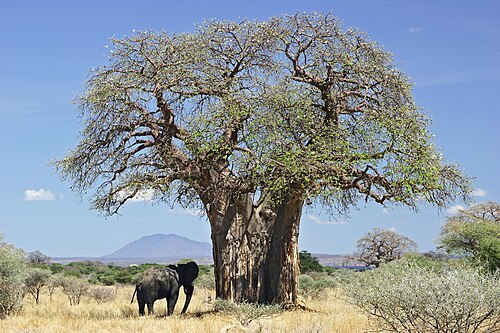 African baobab: Baobab (Adansonia digitata) and elephant, Tanzania