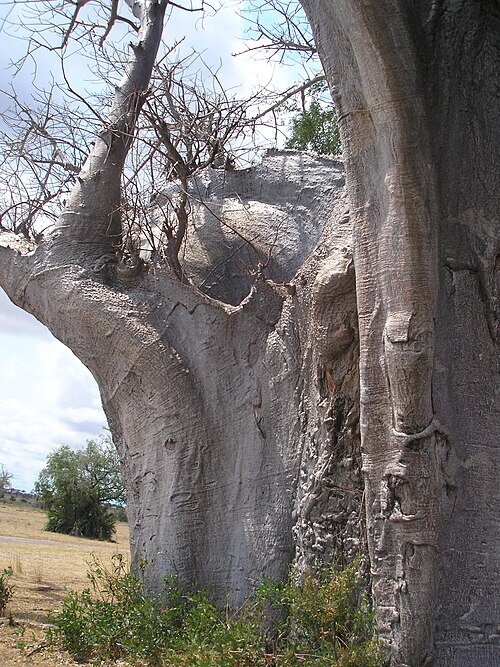 African baobab: Adansonia digitata bark in Selous Game Reserve in Tanzania