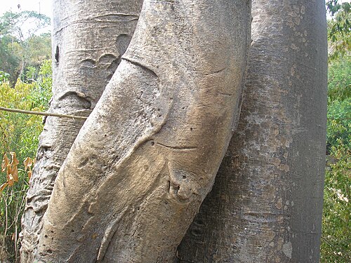 African baobab: Adansonia digitata bark in Selous Game Reserve in Tanzania