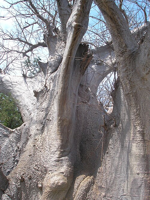 African baobab: Adansonia digitata bark in Selous Game Reserve in Tanzania