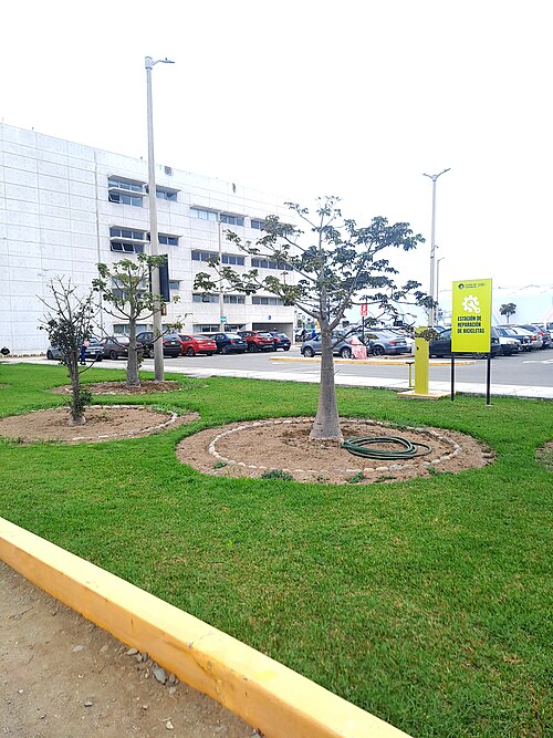 African baobab: Planta Andansonia Digitata, Punto: Estacionamiento de Artes en PUCP