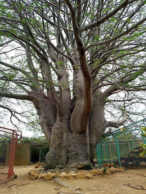 African baobab: Adansonia digitata en el Jardín Botánico de Coro, Falcón - Venezuela
