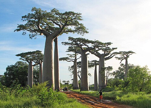 Grandidier's baobab: Adansonia grandidieri, baobab from Madagascar, picture taken near Morondava