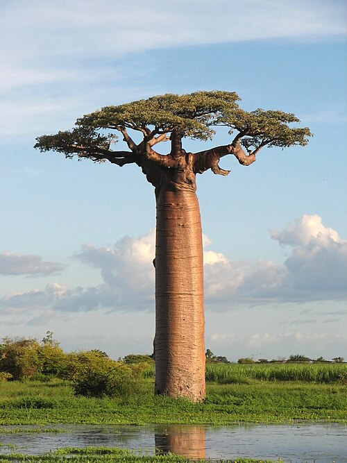 Grandidier's baobab: Grandidier's Baobab , picture taken near Morondava, Madagascar.