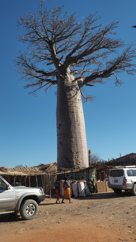 Grandidier's baobab (Adansonia grandidieri)