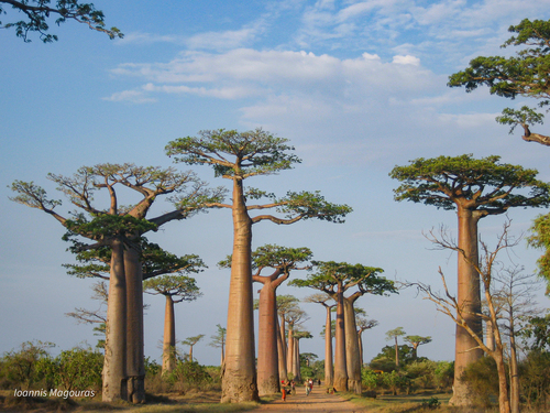 Grandidier's baobab (Adansonia grandidieri)