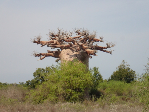 Grandidier's baobab (Adansonia grandidieri)