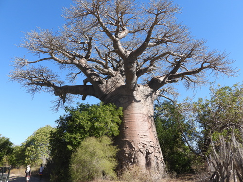 Grandidier's baobab (Adansonia grandidieri)