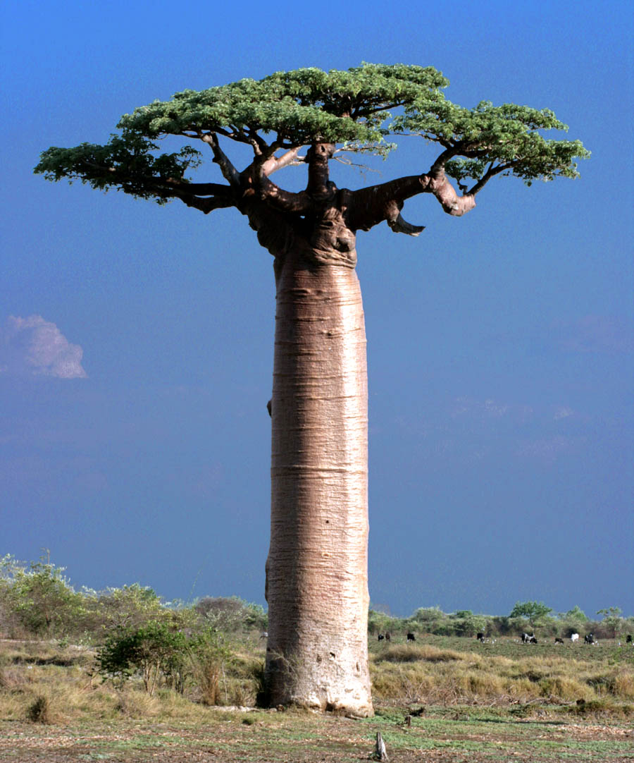 Grandidier's baobab: An Adansonia grandidieri (giant baobab) at Morondava, Madagascar