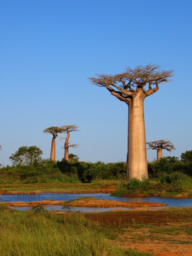 Grandidier's baobab (Adansonia grandidieri)