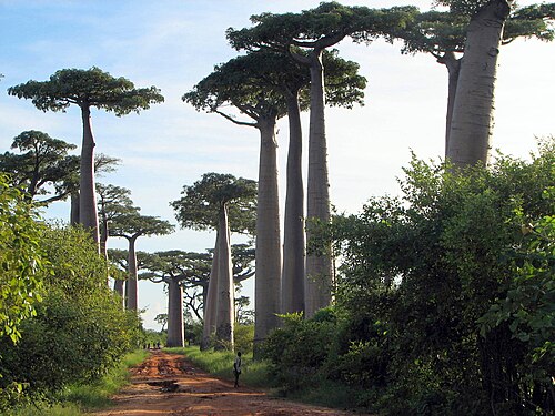 Grandidier's baobab: Baobabs ( Adansonia grandidieri ), near Morondava, Madagascar