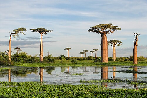Grandidier's baobab: Grandidier's Baobab ( Adansonia grandidieri ), near Morondava, Madagascar