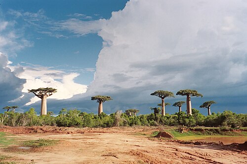 Grandidier's baobab: Affenbrotbäume