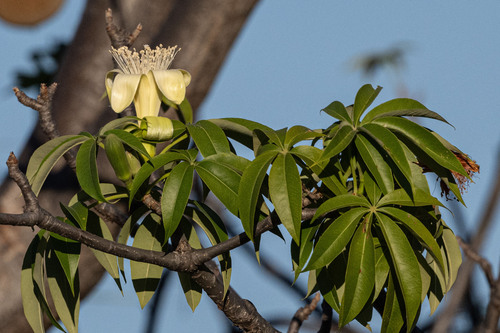 Boab (Adansonia gregorii)