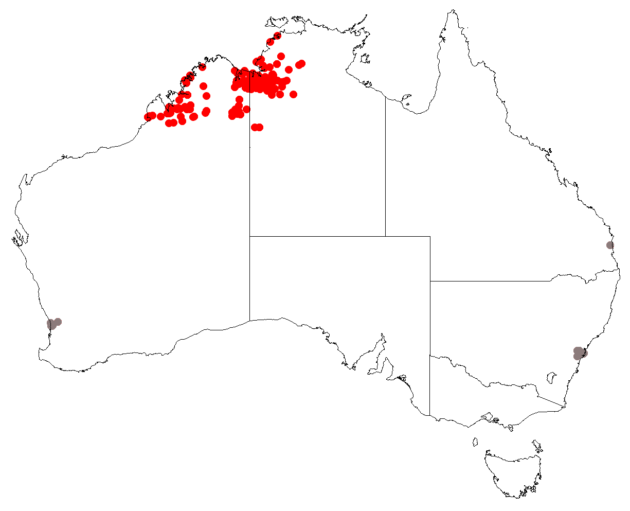 Boab: Adansonia gregorii Occurrence map from GBIF.org (26 May 2018) GBIF Occurrence Download https://doi.org/10.15468/dl.san2sv Key: Natural occurrence Cultivated