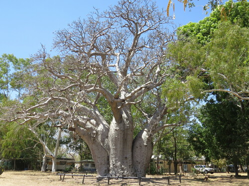 Boab (Adansonia gregorii)