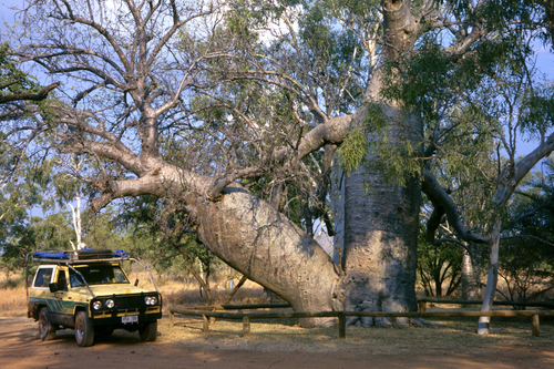 Boab (Adansonia gregorii)
