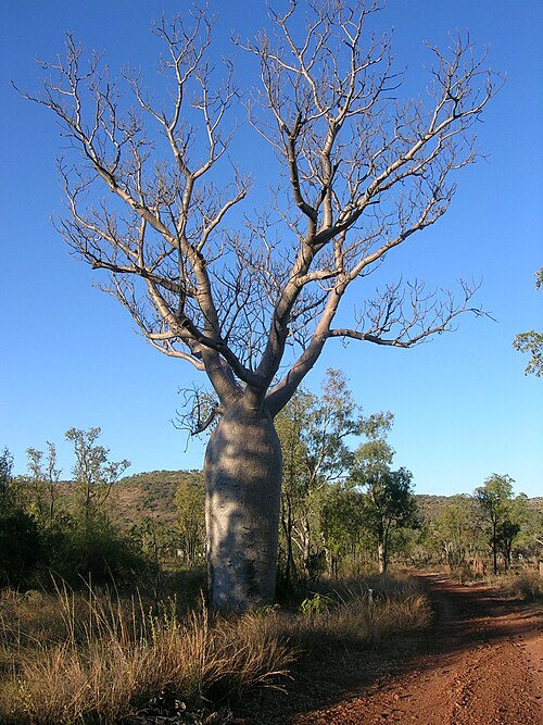 Boab: A boab tree in Timber Creek, Northern Territory.