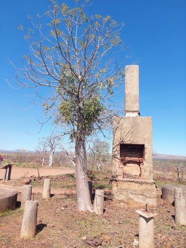 Boab (Adansonia gregorii)