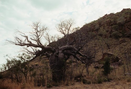 Boab (Adansonia gregorii)