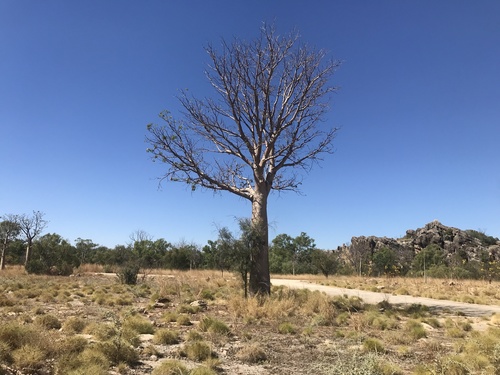 Boab (Adansonia gregorii)