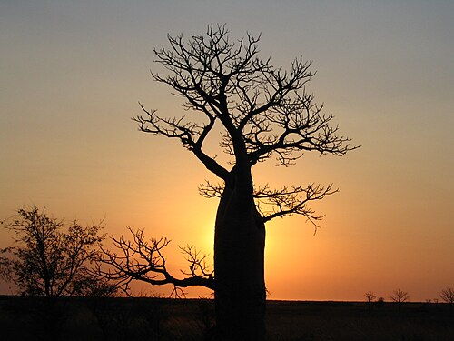Boab: Boab Tree ( Adansonia gregorii ) silhouette at sunset, near Derby, Western Australia.
