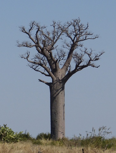 Baobab (Adansonia za)
