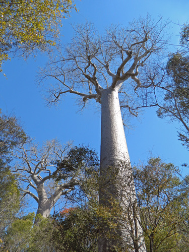 Baobab (Adansonia za)