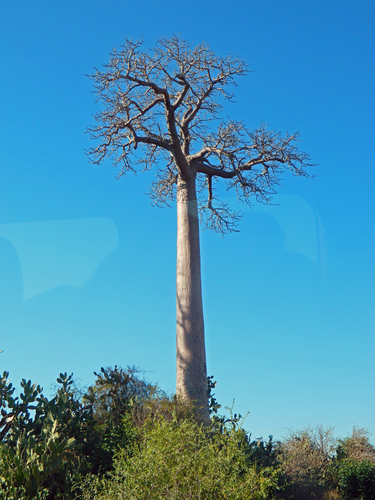 Baobab (Adansonia za)