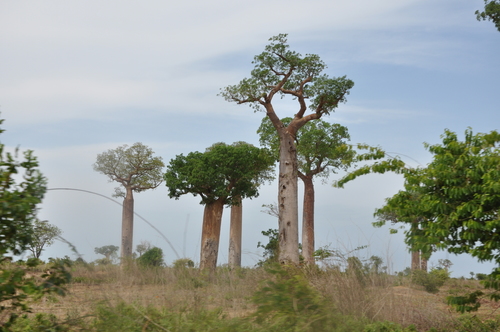 Baobab (Adansonia za)