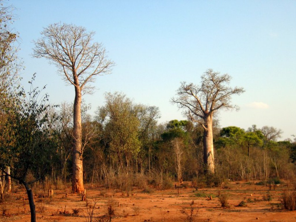 Baobab: Adansonia za - Madagascar
