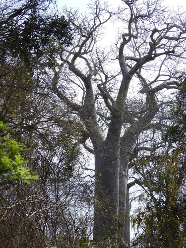 Baobab (Adansonia za)