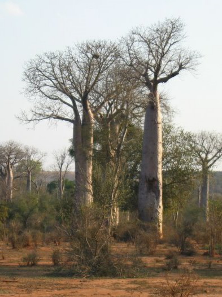 Baobab: Adansonia za - Madagascar